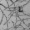 TEM of recombinant Tau (K18), P301L mutant Pre-formed Fibrils (PFFs)