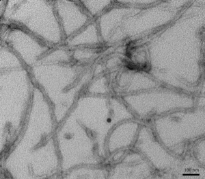 TEM of active recombinant Tau (K18), P301L mutant Preformed Fibrils (PFFs)