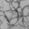 TEM of recombinant Tau (K18), P301L mutant Pre-formed Fibrils (PFFs)