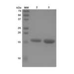 SPR-331_N-Terminal-Acetylated-Alpha-Synuclein-Monomer-Protein-Western-Blot-1.png