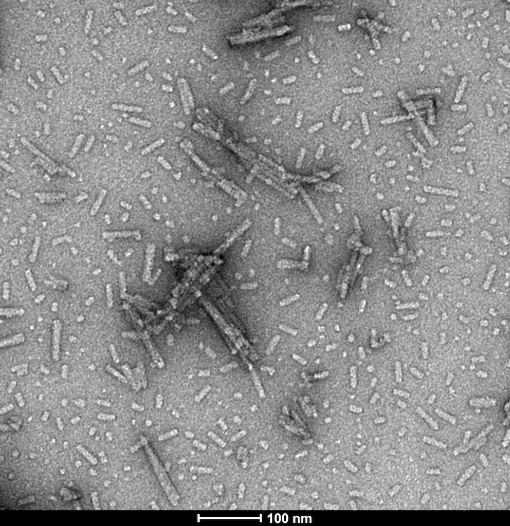 TEM of N-acetylated alpha synuclein PFFs