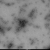 TEM of N-acetylated alpha synuclein PFFs