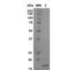 Coomassie gel stain of beta synuclein monomer (SPR-405)