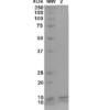 Coomassie gel stain of gamma synuclein monomer (SPR-407)