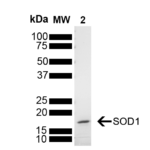SPR-435_SOD1-Protein-SDS-PAGE-1.png