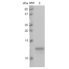 Coomassie gel stain of Human dGAE Tau protein monomer (SPR-444)