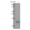 Coomassie gel stain of Human K18 K280 Deletion Tau protein monomer (SPR-445)