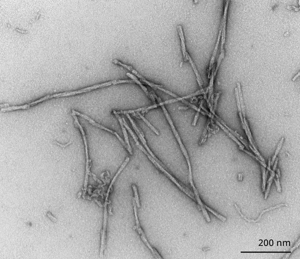 <p>TEM of Active Human Recombinant Alpha Synuclein Protein Pre-formed Fibrils (Type 3) (SPR-448)</p>
