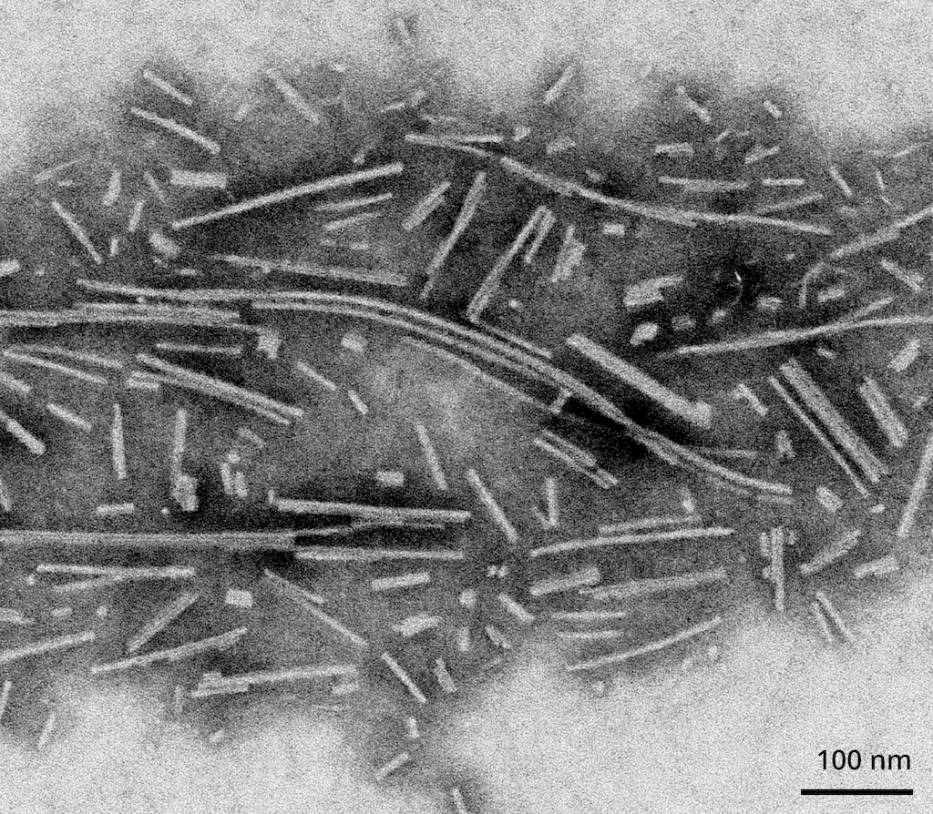 <p>TEM of Active Human Recombinant Alpha Synuclein Protein Filaments (SPR-450)</p>
