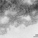 SPR-457_Beta-Synuclein-Preformed-Fibrils-Protein-TEM-1.png