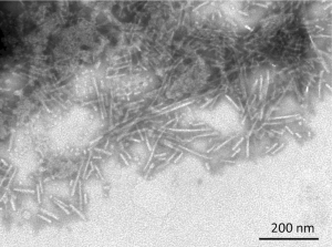 TEM of Active Human Recombinant Beta Synuclein Protein Pre-formed Fibrils (Type 1) (SPR-457)