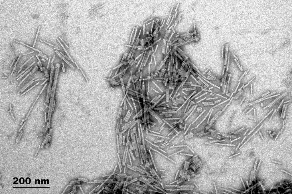 TEM of Active Human Recombinant Gamma Synuclein Protein Preformed Fibrils (Type 1) (SPR-459)