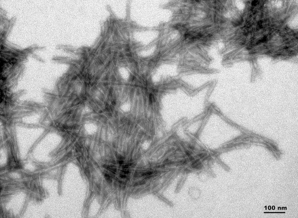 TEM of active human recombinant truncated tau fragment (AA297-391) (dGAE) protein preformed fibrils (Type 1) (SPR-461).