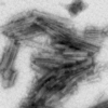 TEM of Active Human Recombinant Truncated Tau Fragment (AA297-391) (dGAE) Protein Pre-formed Fibrils  (SPR-461)
