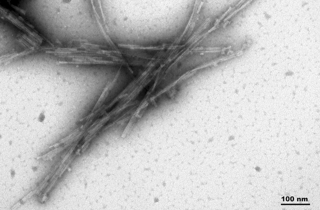 <p>TEM of Active Human Recombinant Truncated Tau (AA297-391) (dGAE C322A) Protein Pre-formed Fibrils  (SPR-462)</p>

