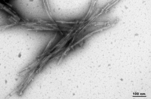 TEM of Active Human Recombinant Truncated Tau (AA297-391) (dGAE C322A) Protein Pre-formed Fibrils (SPR-462)