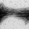 TEM of Active Human Recombinant Truncated Tau (AA297-391) (dGAE C322A) Protein Pre-formed Fibrils  (SPR-462)