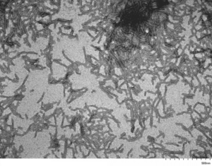 TEM of Human Recombinant Tau Protein Filaments (SPR-463)