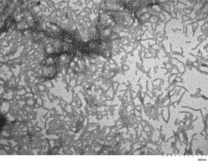 TEM of Human Recombinant Tau Protein Filaments (SPR-463)