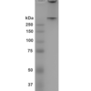 Coomassie gel stain of alpha synuclein oligomer (SPR-466)
