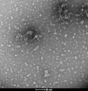 SPR-469_ EGCG Alpha-Synuclein-Oligomers-Protein-TEM