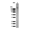 SDS-PAGE of EGCG-stabilized alpha synuclein oligomers (SPR-469)