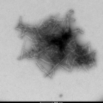 SPR-470_SOD1-Protein-TEM-2.png