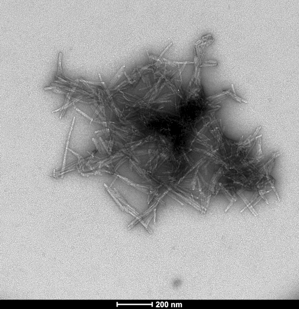 TEM of human SOD1 pre-formed fibrils (PFFs) (SPR-470)