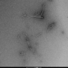 TEM of human SOD1 pre-formed fibrils (PFFs) (SPR-470)