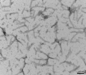 TEM of recombinant Tau441 (2N4R), P301S mutant preformed fibrils (PFFs) expressed in baculovirus.