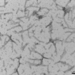 SPR-471_Tau-Protein-TEM-1.png