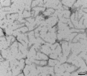 TEM of recombinant tau PFFs (SPR-471)