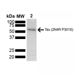 SPR-473_Tau-Protein-SDS-PAGE-1.png