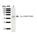 SPR-474_Tau-Protein-Protein-SDS-PAGE-1.png