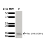 Coomassie gel stain of Human K18 Tau Monomer (SPR-474)