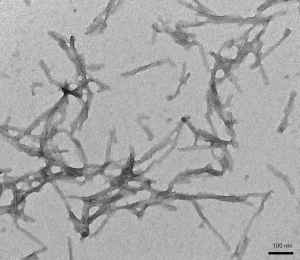 TEM of Human K18 Tau PFFs (SPR-477)