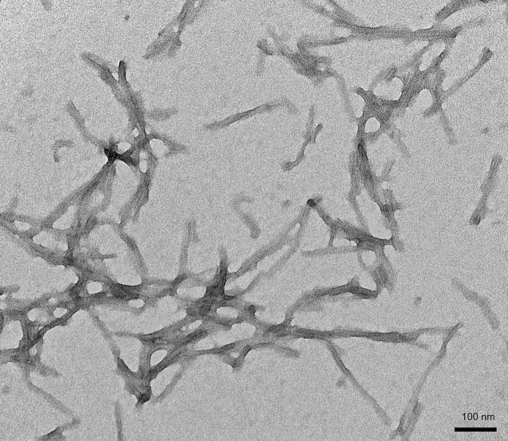 <p>TEM of Human K18 K280 Deletion Tau Pre-formed Fibrils (PFFs) (SPR-477)</p>
