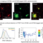 SPR-478_Alpha-Synuclein-A90C-Mutant-Monomers-Protein-FRET-1.png