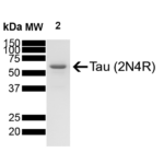 SPR-479_Tau-Protein-SDS-PAGE-1.png