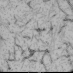 SPR-480_Tau-Protein-TEM-1.png