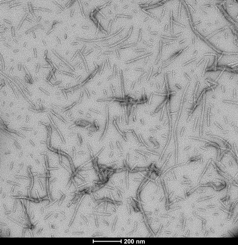 TEM of human recombinant tau wild-type PFFs (SPR-480)