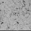 TEM of human recombinant tau wild-type PFFs (SPR-480)