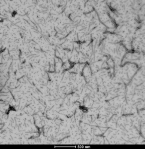 TEM of human recombinant tau wild-type PFFs (SPR-480)