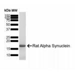 SPR-481_Alpha-Synuclein-Monomer-Protein-SDS-PAGE-1.png