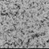 TEM of Rat Alpha Synuclein Pre-formed Fibrils (PFFS) (SPR-482).