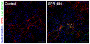 IHC of Human Recombinant Alpha Synuclein Oligomers (Kinetically Stable) (SPR-484)