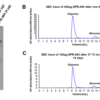 Native PAGE of Human Recombinant Alpha Synuclein Oligomers (Kinetically Stable) (SPR-484).