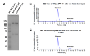 Native PAGE of Human Recombinant Alpha Synuclein Oligomers (Kinetically Stable) (SPR-484).