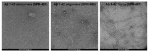 TEM of Amyloid Beta Peptide Protein (Monomers, Oligomers, and PFFS) (SPR-485, SPR-488, SPR-487)
