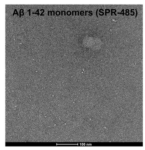 SPR-485_Amyloid-Beta-Peptide-1-42-HFIP-treated-Protein-TEM-3_panel.png